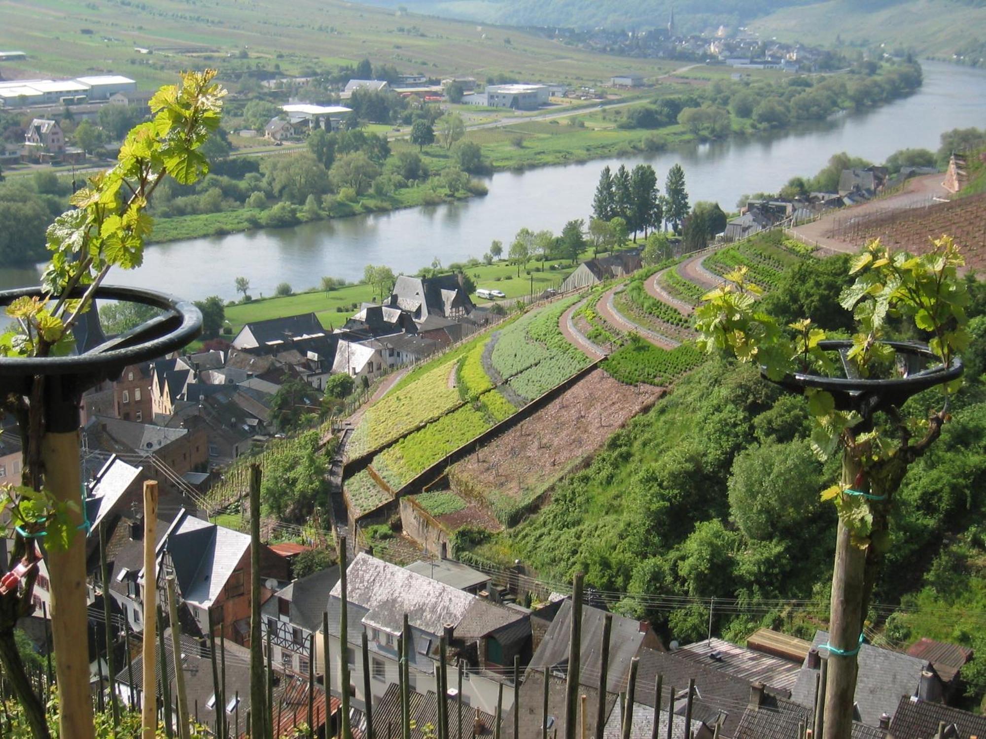 Hotel Zur Traube Uerzig Luaran gambar
